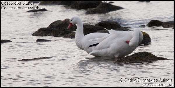 Coscoroba Swan