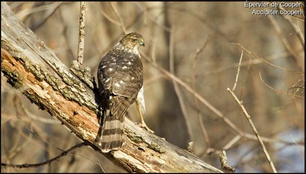 Cooper's Hawk