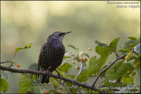 Common Starling