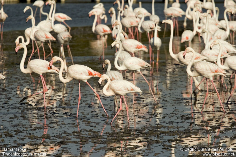 Flamant rose