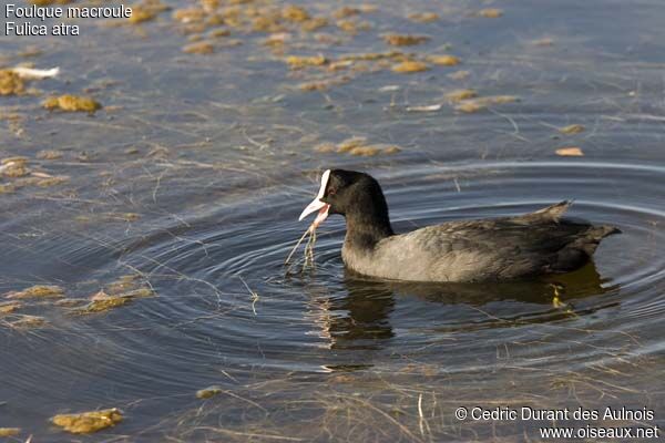 Eurasian Coot