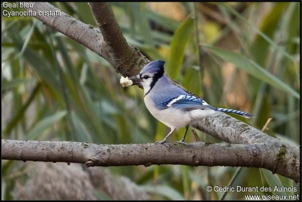 Blue Jay