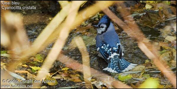 Blue Jay