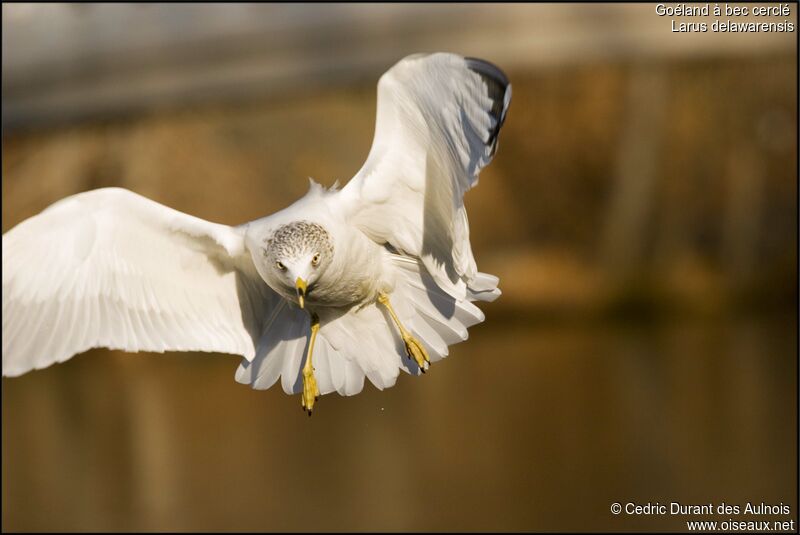 Ring-billed Gull