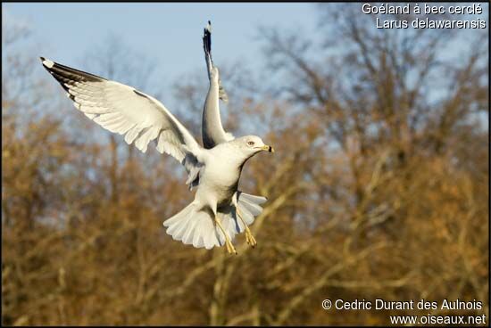 Ring-billed Gull