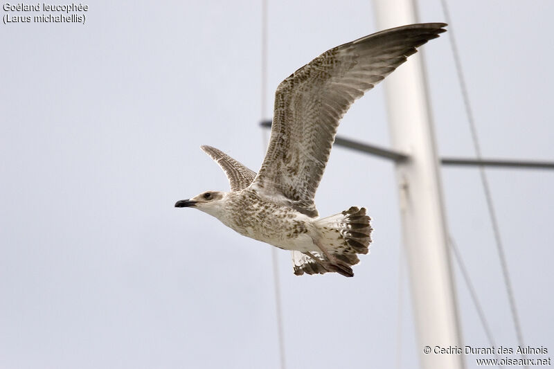 Yellow-legged Gull