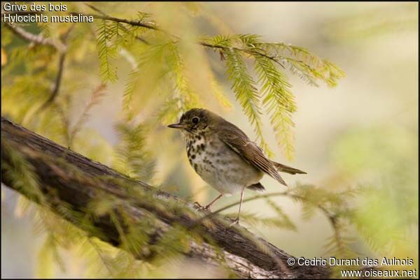 Wood Thrush