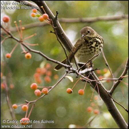 Wood Thrush