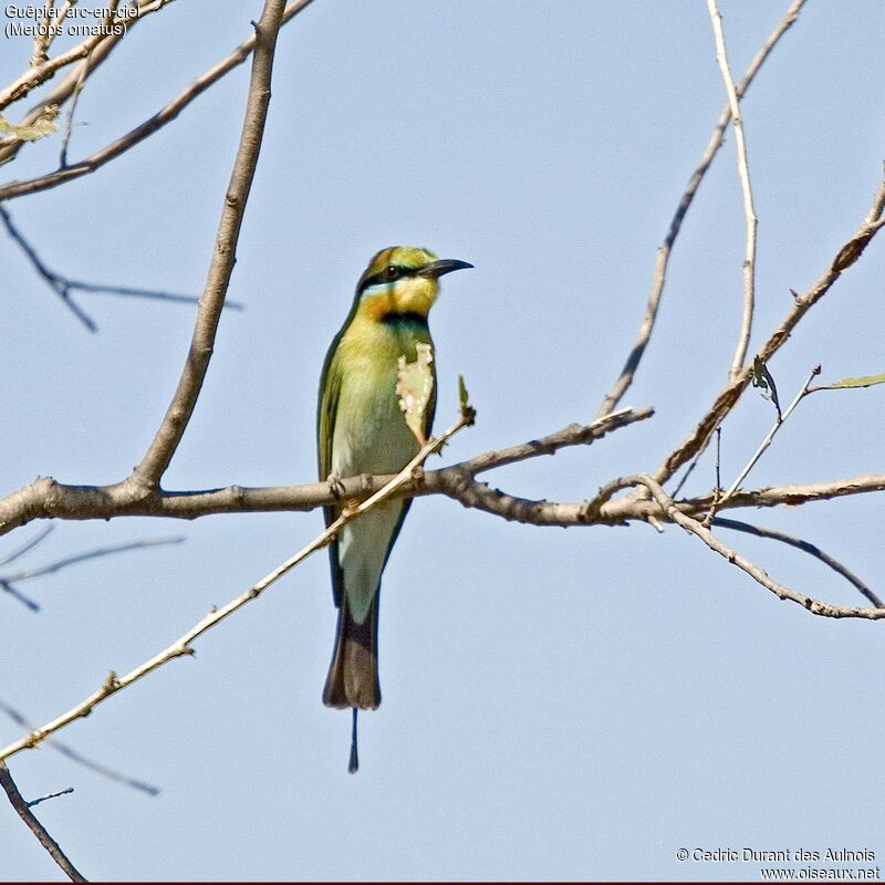 Rainbow Bee-eater