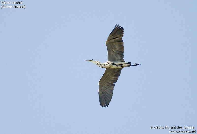 Grey Heron