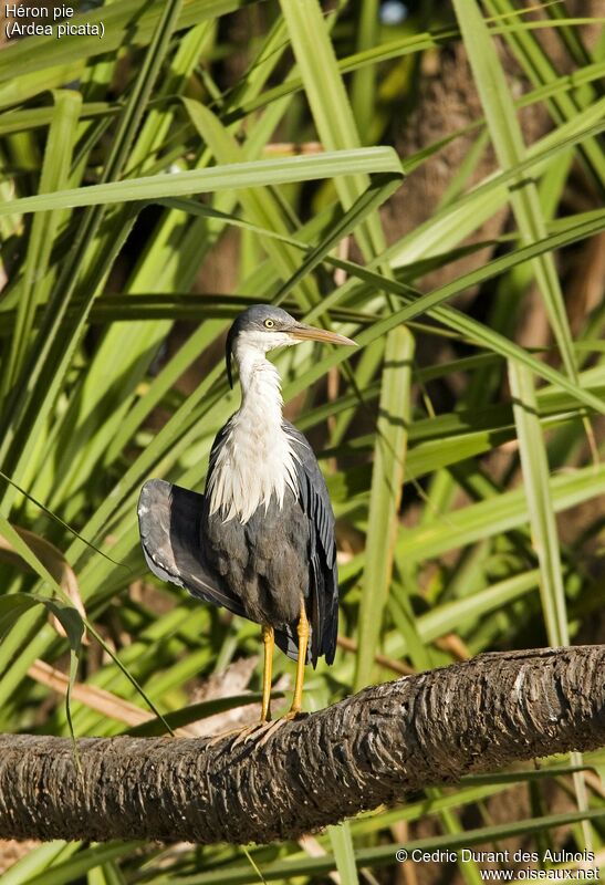 Pied Heron