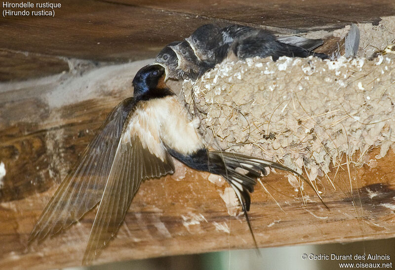 Barn Swallow