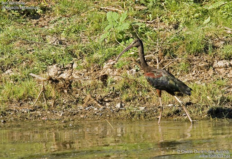 Ibis falcinelle