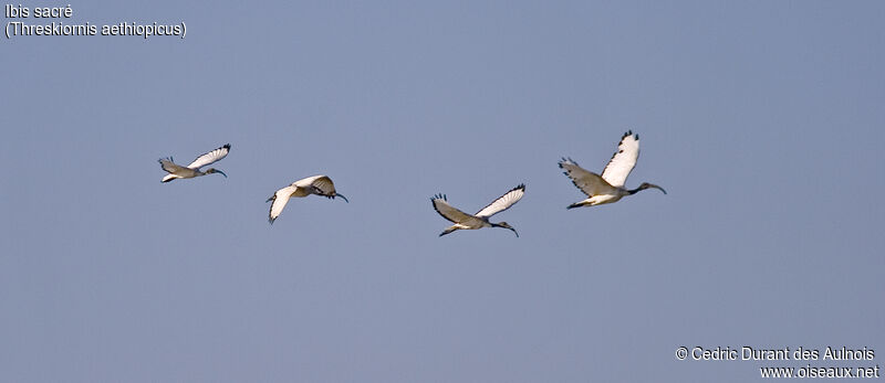 African Sacred Ibis