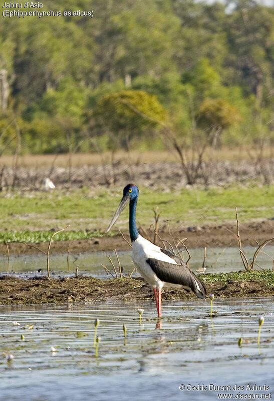 Black-necked Stork