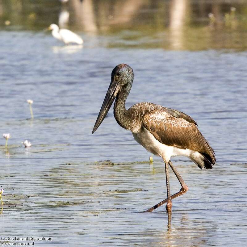 Jabiru d'Asiejuvénile