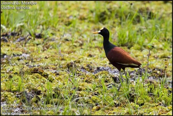 Jacana du Mexique