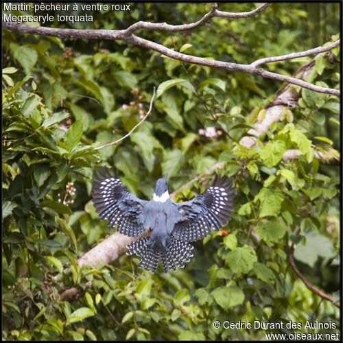 Ringed Kingfisher