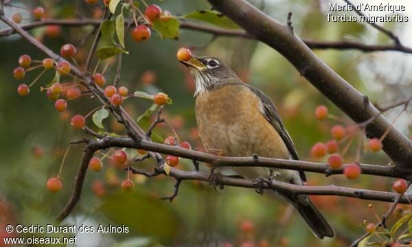 American Robin