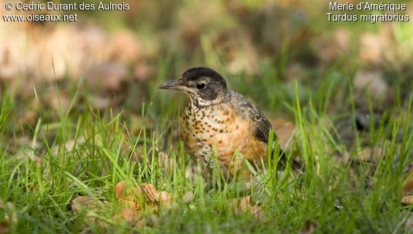 American Robin