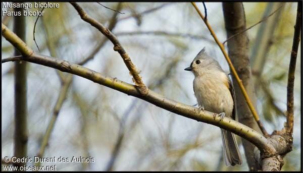 Tufted Titmouse