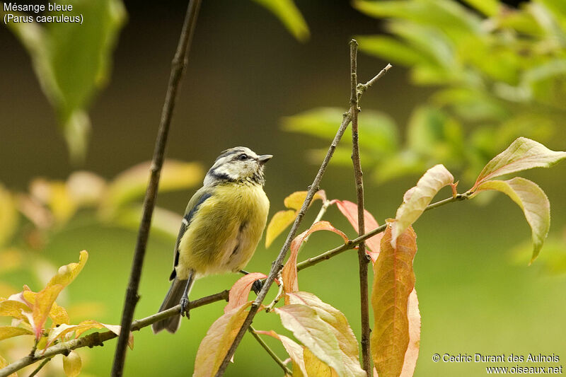 Mésange bleue