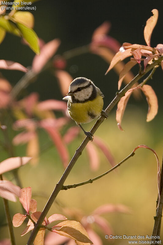 Mésange bleue