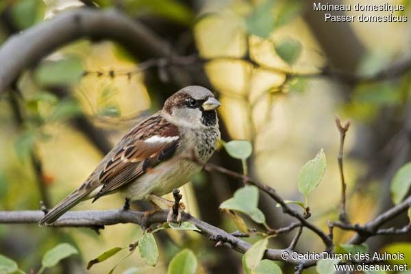 House Sparrow