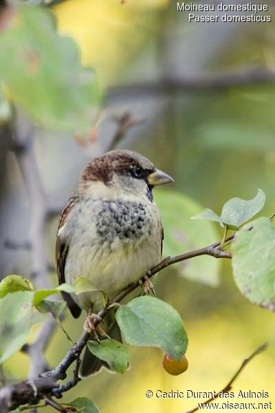 House Sparrow