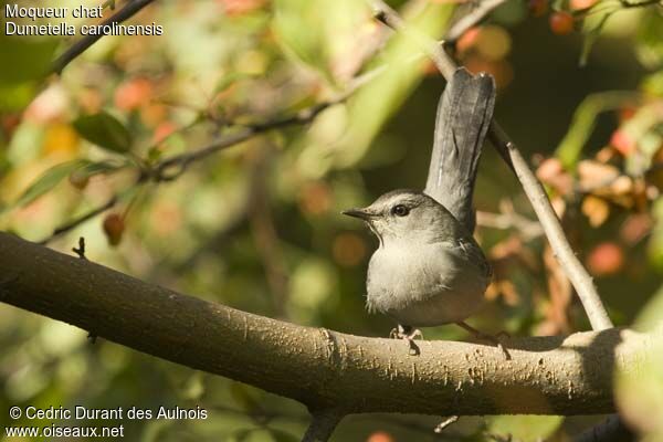 Grey Catbird