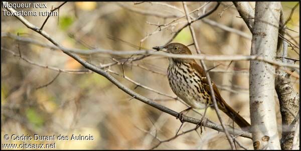 Brown Thrasher