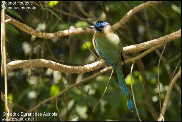 Motmot houtouc