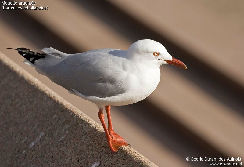 Silver Gull