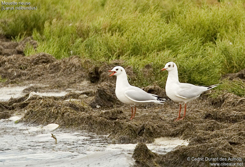 Mouette rieuse