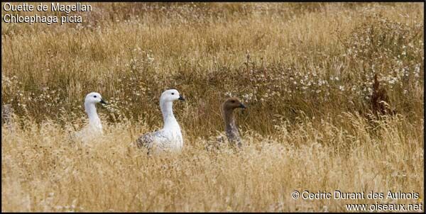 Upland Goose