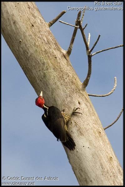 Pale-billed Woodpecker male