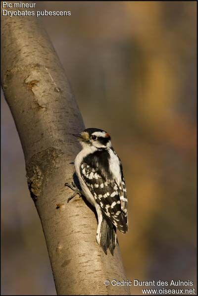 Downy Woodpecker