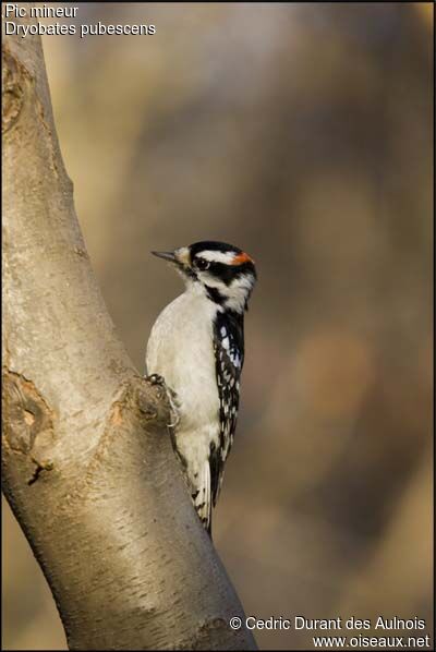 Downy Woodpecker