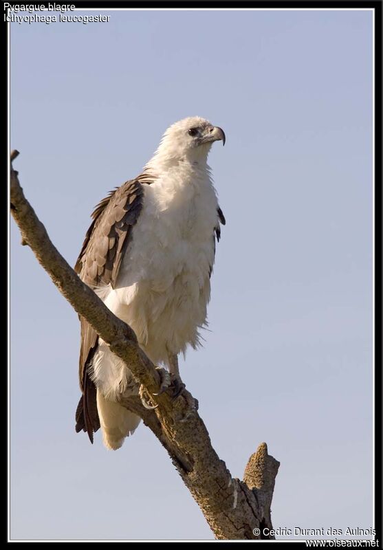 White-bellied Sea Eagle