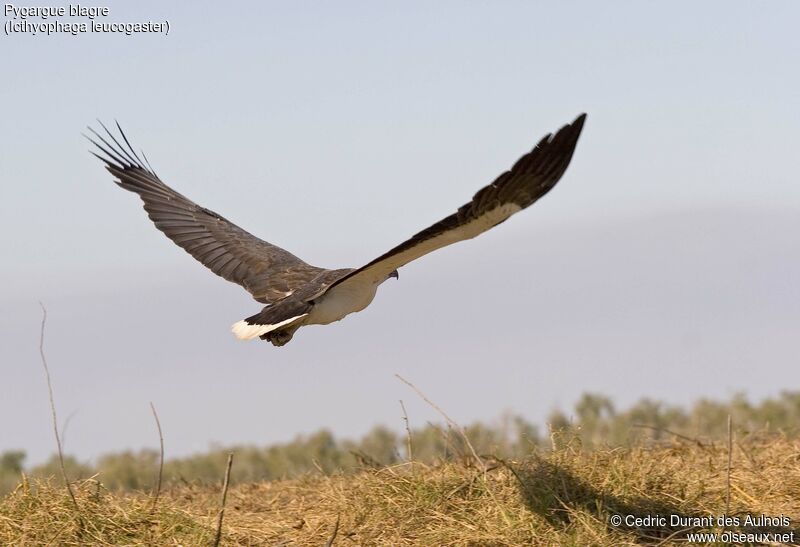 White-bellied Sea Eagle