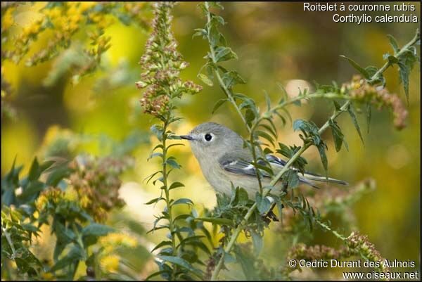 Ruby-crowned Kinglet female