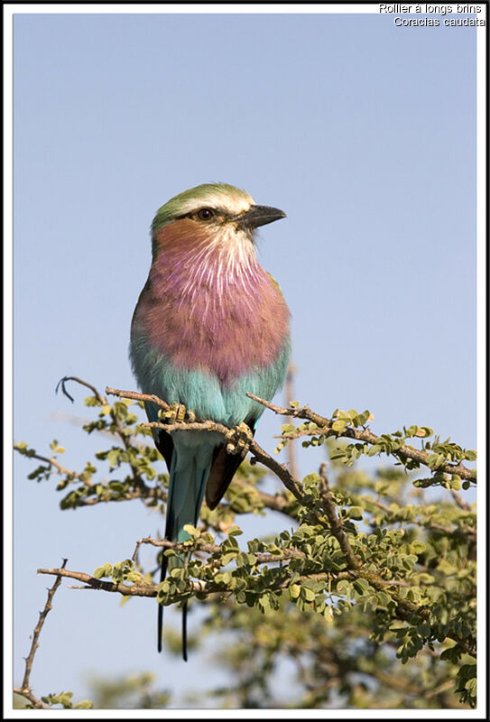 Lilac-breasted Roller