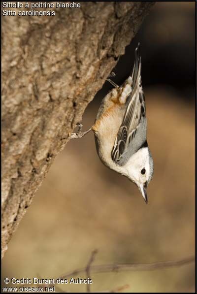 White-breasted Nuthatch