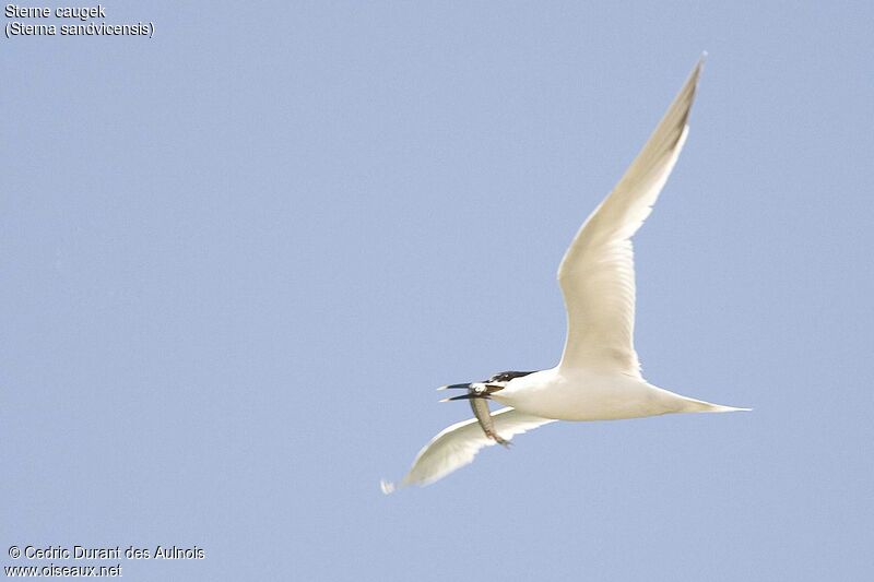 Sandwich Tern