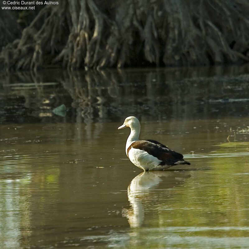 Radjah Shelduck