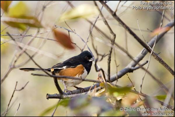 Eastern Towhee