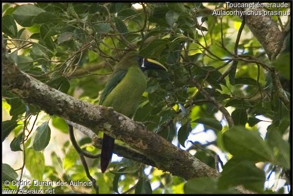 Toucanet émeraude