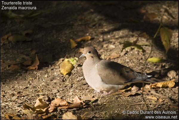 Mourning Dove