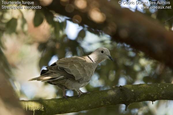 Eurasian Collared Dove