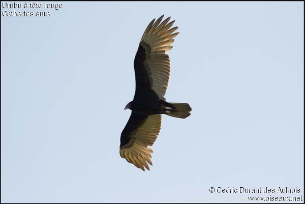 Turkey Vulture